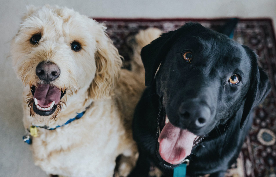 Seguro Responsabilidad Civil Perros